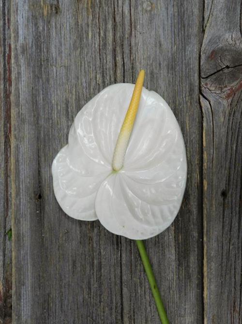 WHITE ANTHURIUM